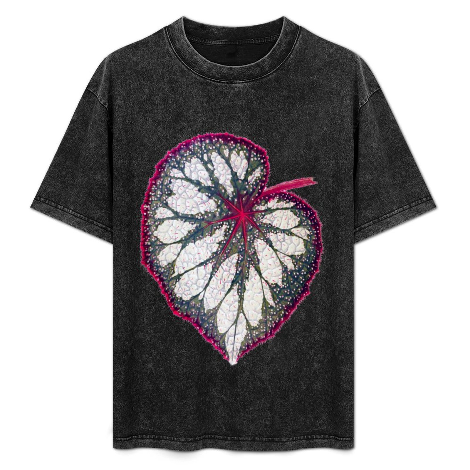 Begonia rex T-Shirt All Weathe - مراجعة Begonia Rex وسعره