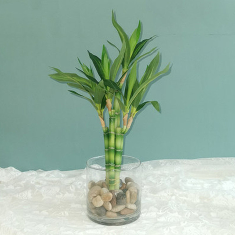 New 40cm rFtificial Lucky Bamb - مراجعة Echeveria Succulent وسعره