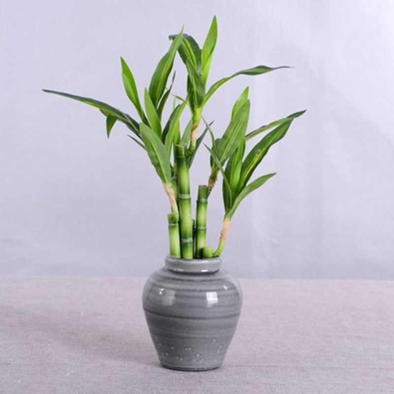 New 40cm rFtificial Lucky Bamb - مراجعة Echeveria Succulent وسعره