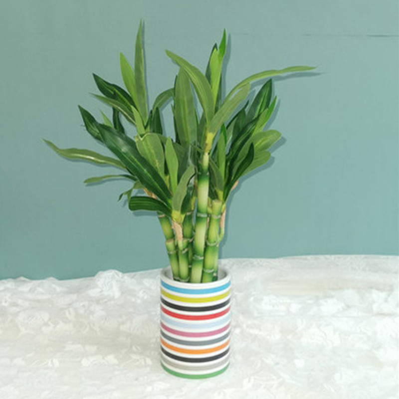 New 40cm rFtificial Lucky Bamb - مراجعة Echeveria Succulent وسعره