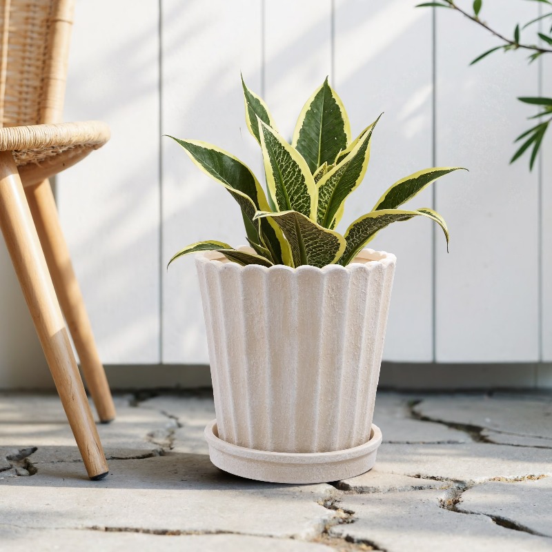 8 Inch Shell Planter Cream Cer - مراجعة Aloe Vera Pot وسعره