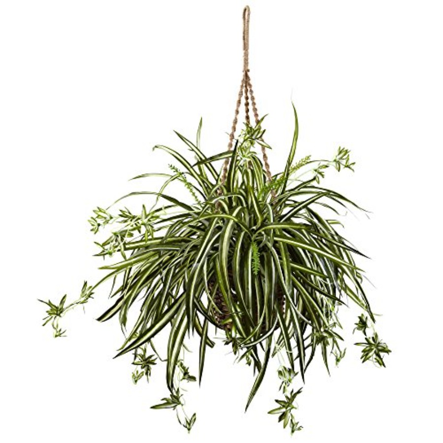 Spider Plant Hanging Basket - مراجعة Spider Plant Hanging وسعره