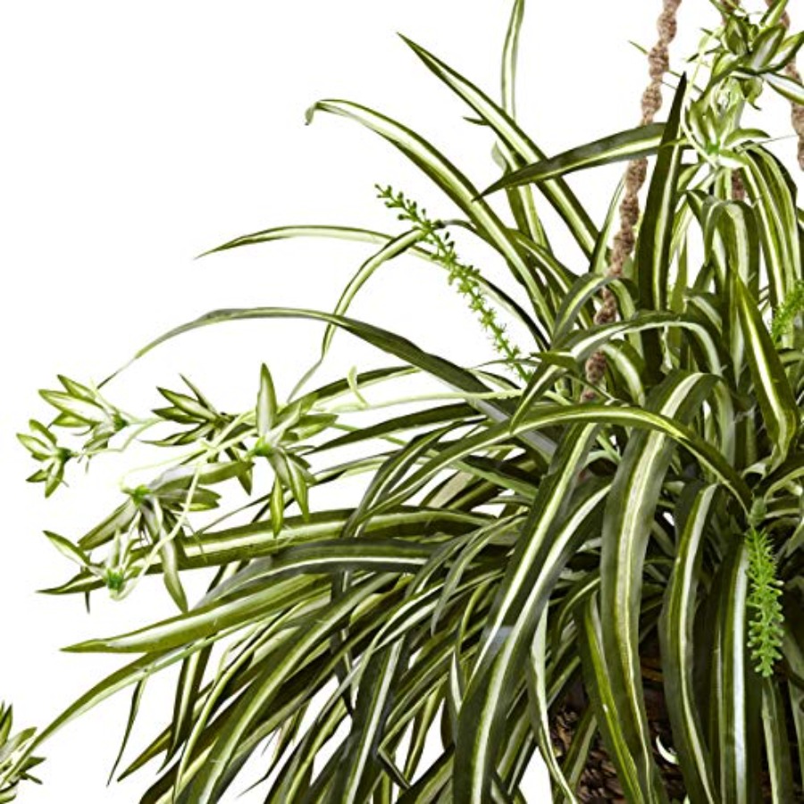 Spider Plant Hanging Basket - مراجعة Spider Plant Hanging وسعره