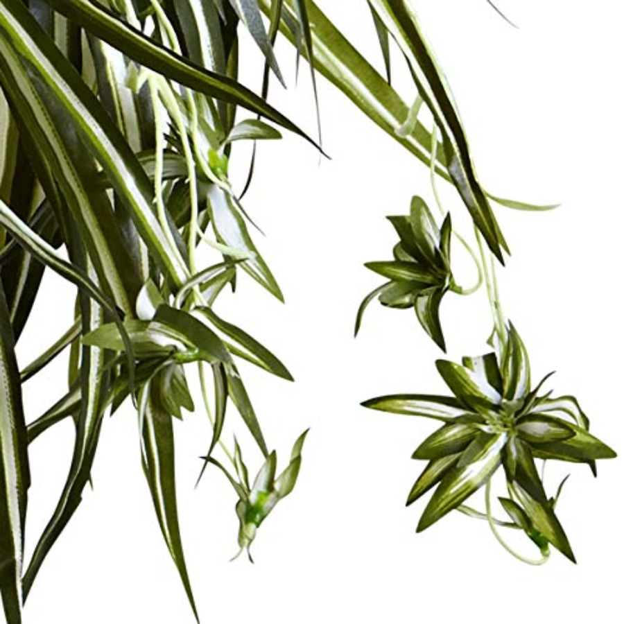 Spider Plant Hanging Basket - مراجعة Spider Plant Hanging وسعره