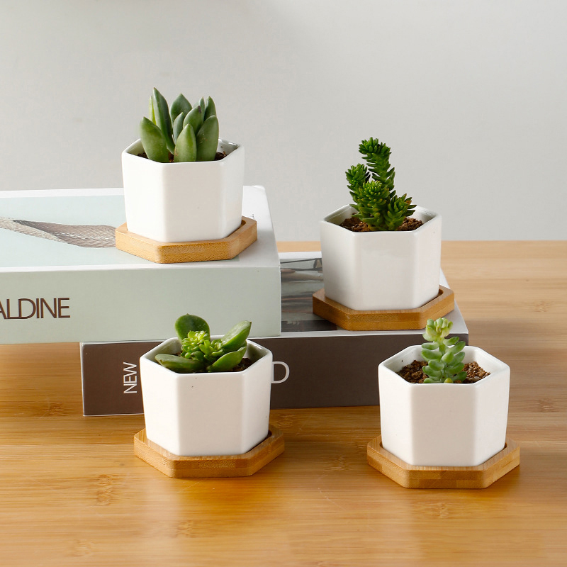 Ceramic Flowerpot White Hexago - مراجعة Echeveria Succulent وسعره