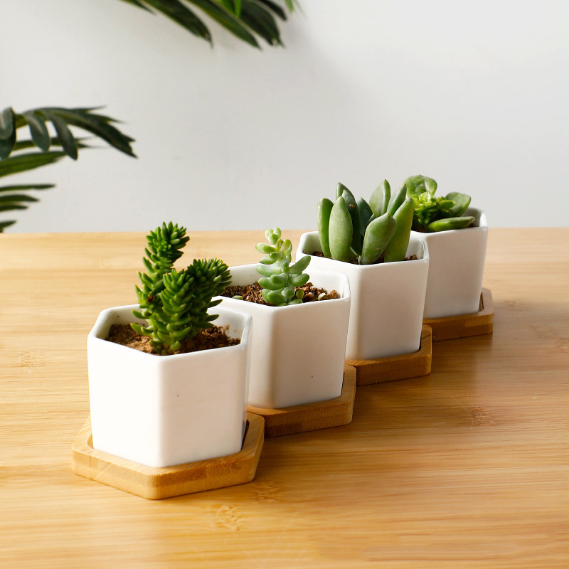 Ceramic Flowerpot White Hexago - مراجعة Echeveria Succulent وسعره