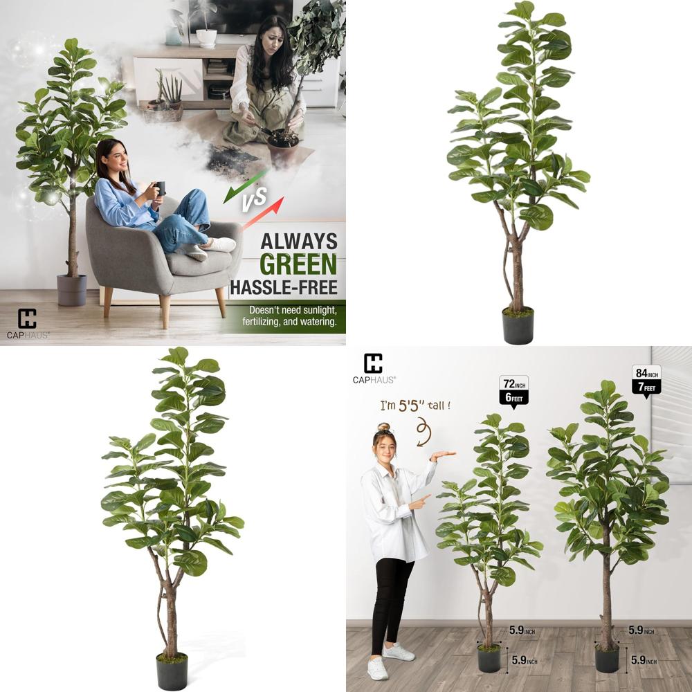Potted Ficus Lyrata Tree, 6-7  - مراجعة Ficus Lyrata Tree وسعره