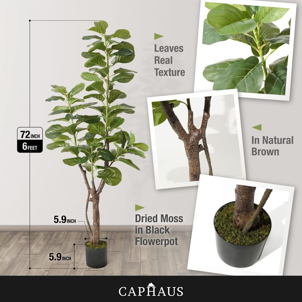 Potted Ficus Lyrata Tree, 6-7  - مراجعة Ficus Lyrata Tree وسعره