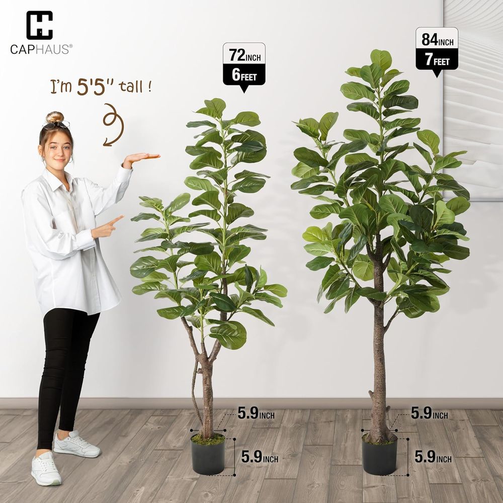 Potted Ficus Lyrata Tree, 6-7  - مراجعة Ficus Lyrata Tree وسعره