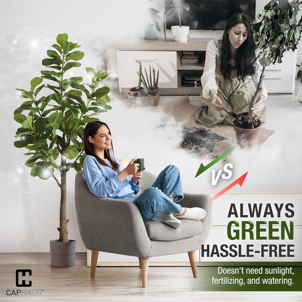 Potted Ficus Lyrata Tree, 6-7  - مراجعة Ficus Lyrata Tree وسعره