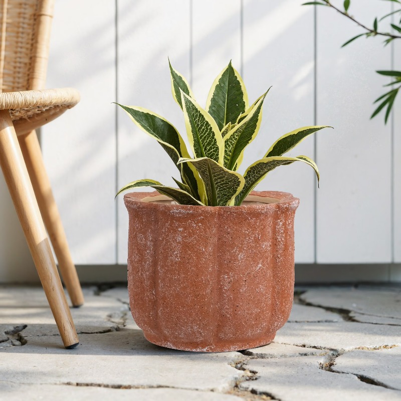8in Terracotta Flower Planter  - مراجعة Aloe Vera Pot وسعره