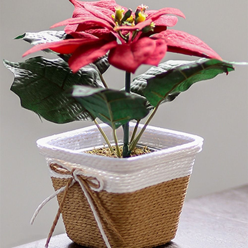 Paper Rope Braided Braided Flo - مراجعة Aloe Vera Pot وسعره