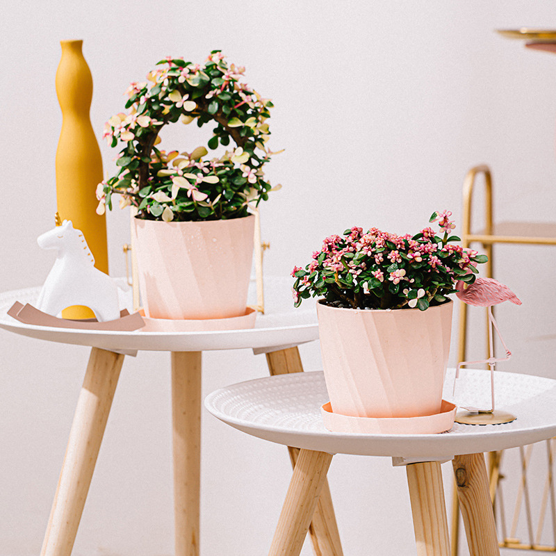 Resin Plastic Succulent Plante - مراجعة Aloe Vera Pot وسعره