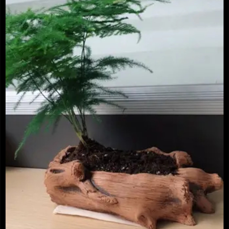 Imitation Wooden Stakes Tree R - مراجعة Echeveria Succulent وسعره