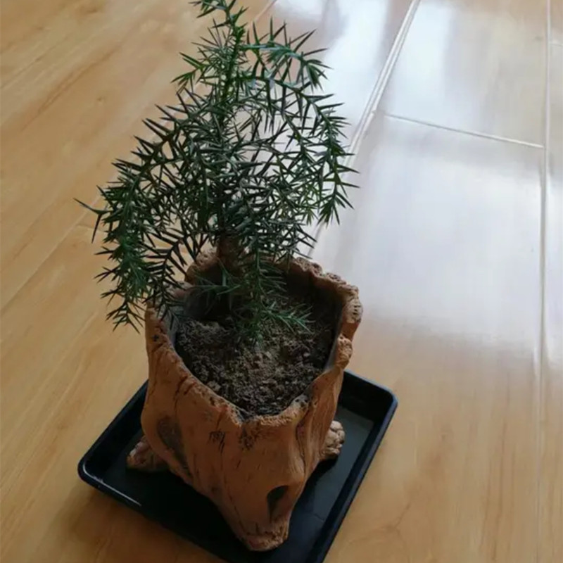 Imitation Wooden Stakes Tree R - مراجعة Echeveria Succulent وسعره