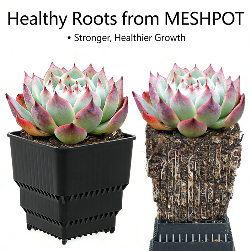 MESHPOT 6-Pack Square Pots for - مراجعة Echeveria Succulent وسعره