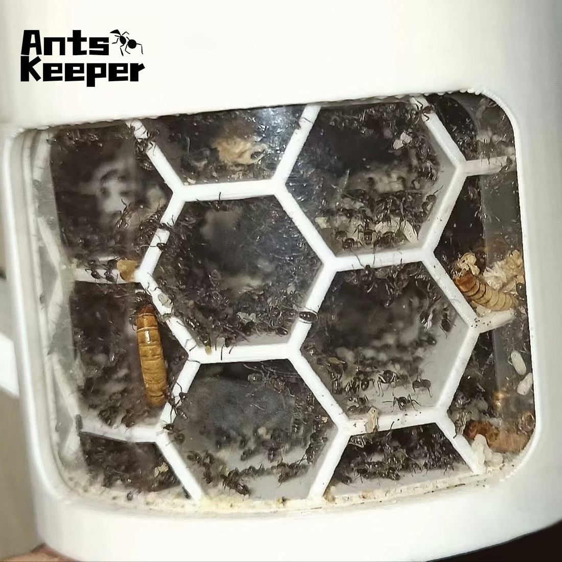 【Honeycomb】360 Degree Viewing  - مراجعة Begonia Rex وسعره