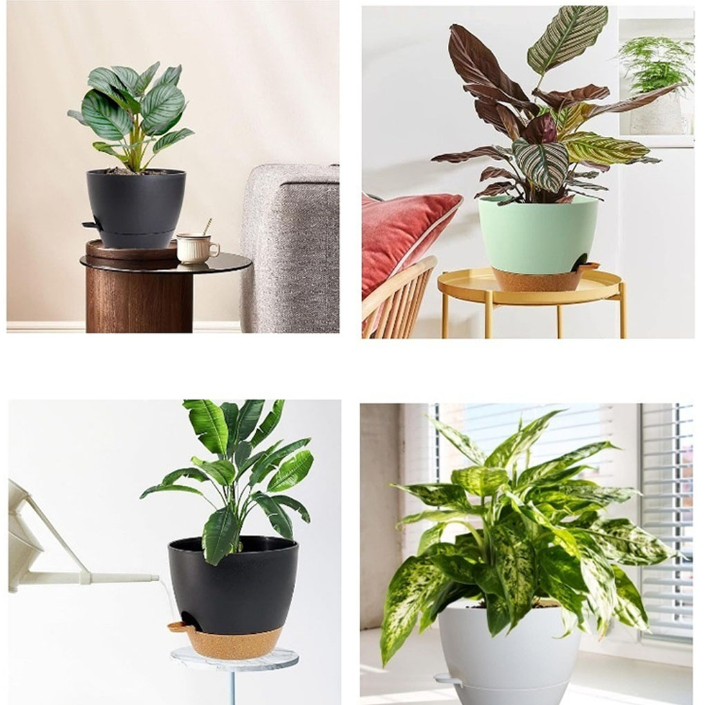 5piece Indoor Flower Pots With - مراجعة Aloe Vera Pot وسعره