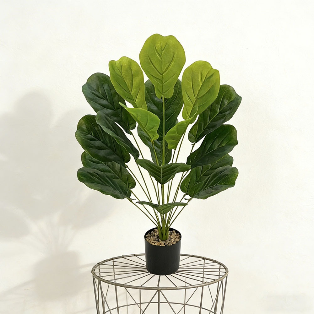 1pc of 75cm Artificial Ficus L - مراجعة Ficus Lyrata Tree وسعره