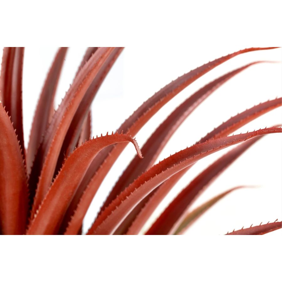 Hyper Realistic Big Red Artifi - مراجعة Aloe Vera Pot وسعره