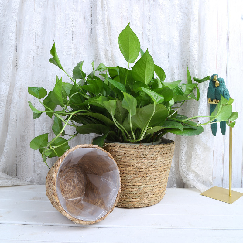 Straw Weaving Flower Plant Pot - مراجعة Aloe Vera Pot وسعره
