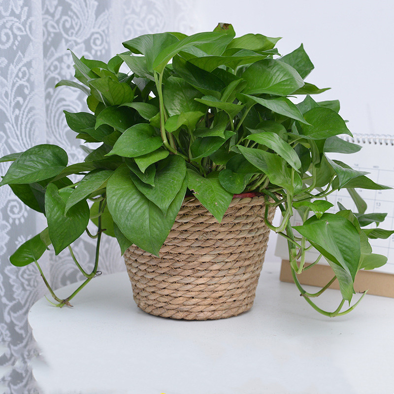 Straw Weaving Flower Plant Pot - مراجعة Aloe Vera Pot وسعره