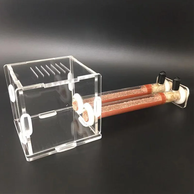DIY Various Size Ant Farm Bamb - مراجعة Begonia Rex وسعره