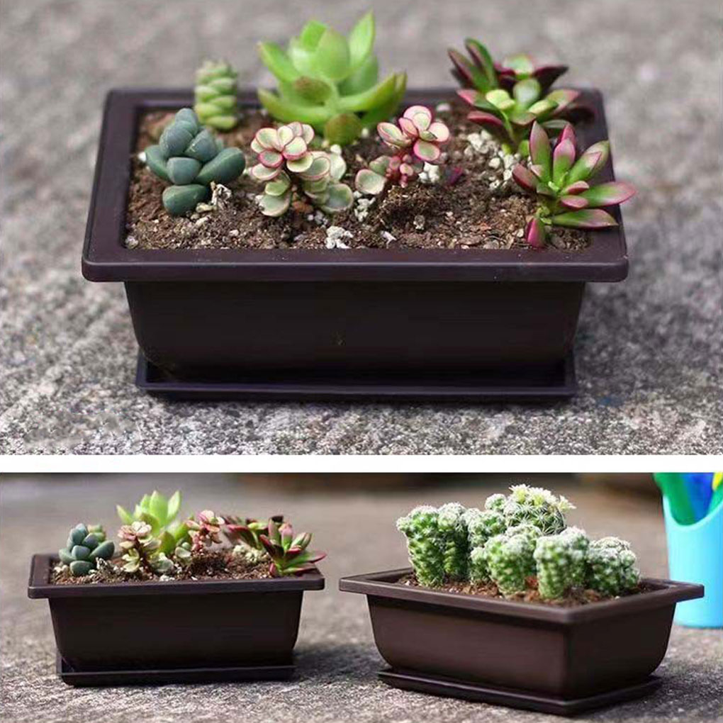 Plant Pots Bonsai Succulent Nu - مراجعة Pilea Peperomioides وسعره