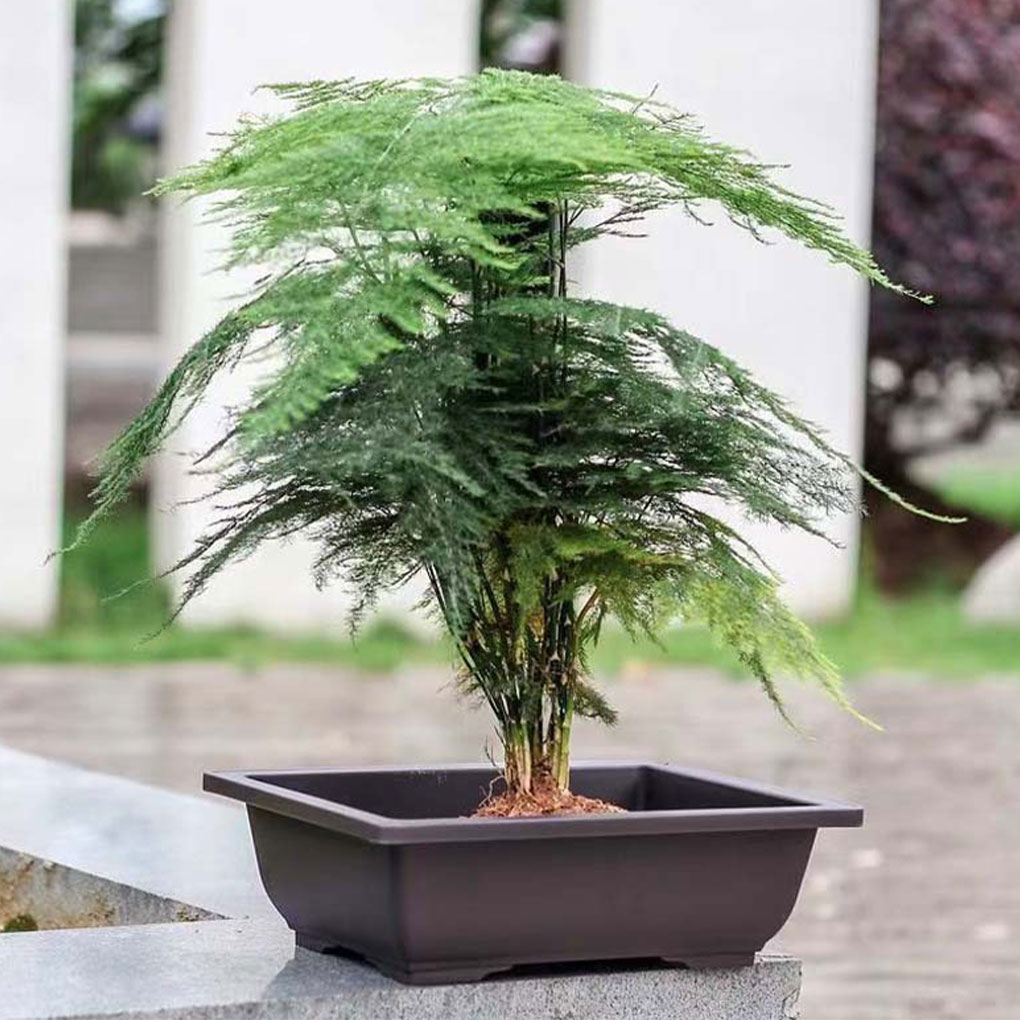 Plant Pots Bonsai Succulent Nu - مراجعة Pilea Peperomioides وسعره