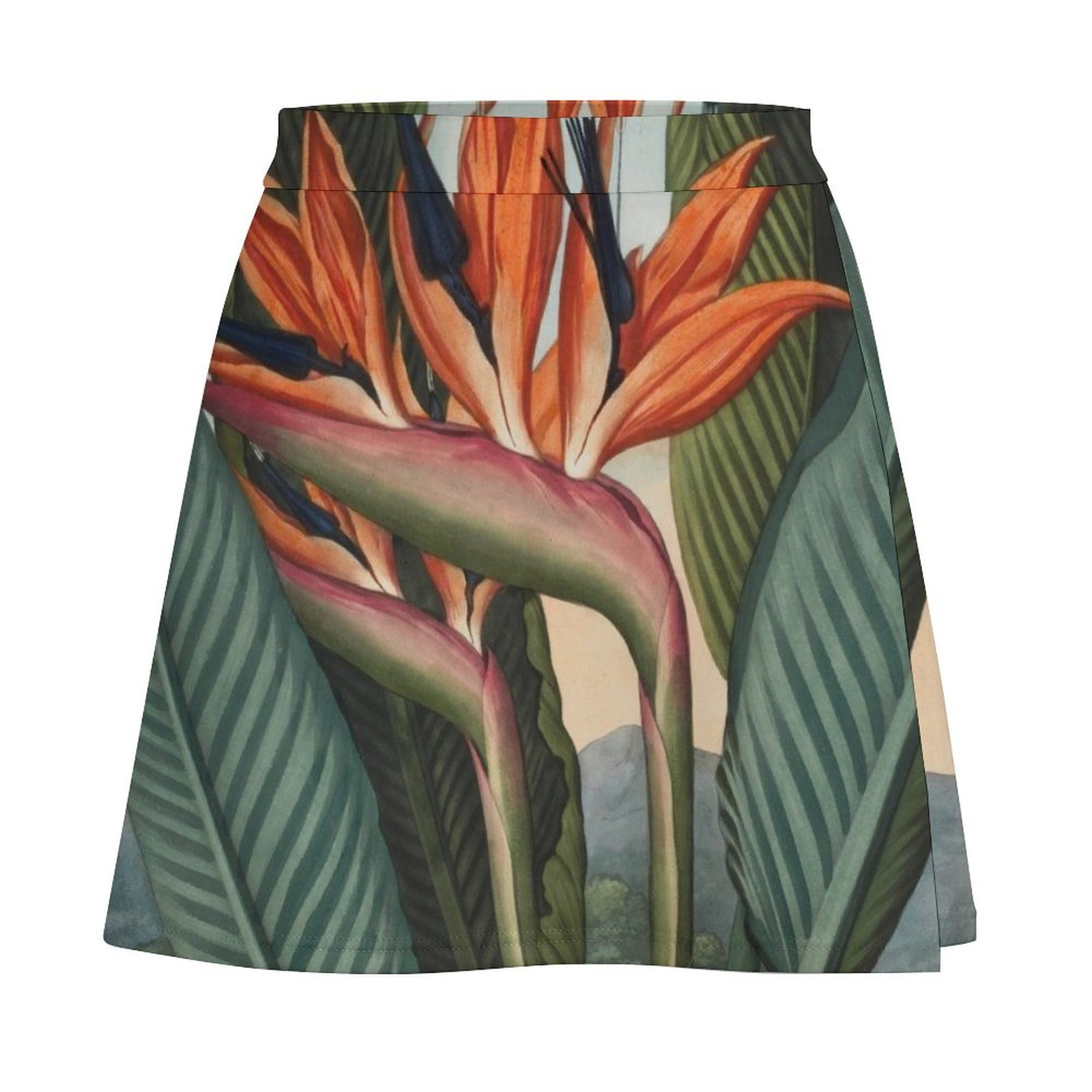 Botanical illustration: Bird o - مراجعة Bird Paradise Strelitzia وسعره