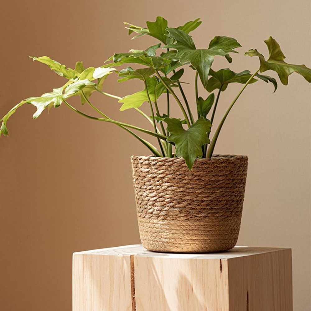 Straw Weaving Flower Plant Pot - مراجعة Aloe Vera Pot وسعره