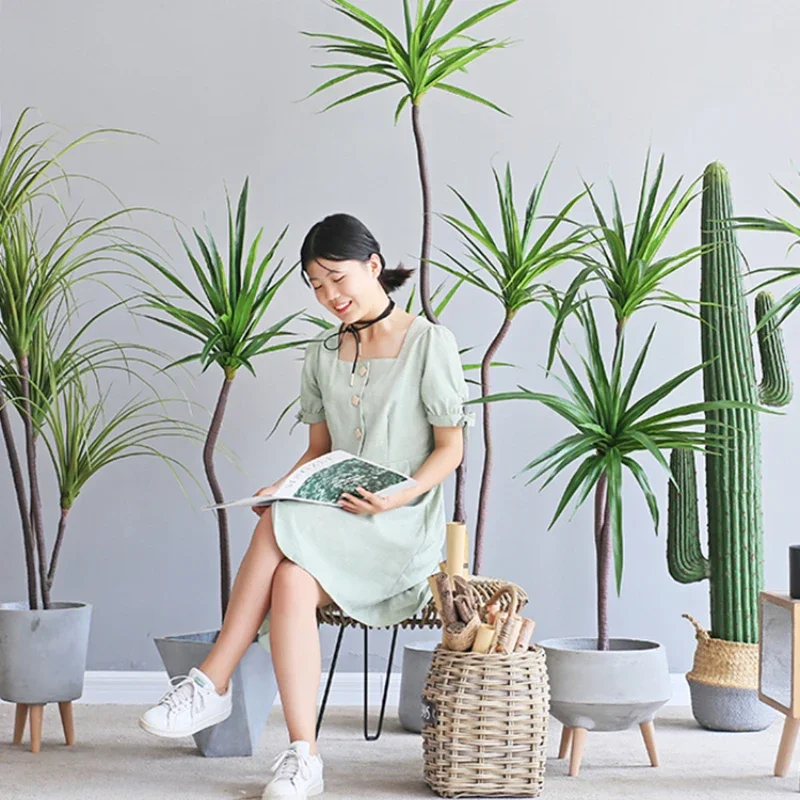 Simulation Plant Dracaena Marg - مراجعة Dracaena Marginata وسعره