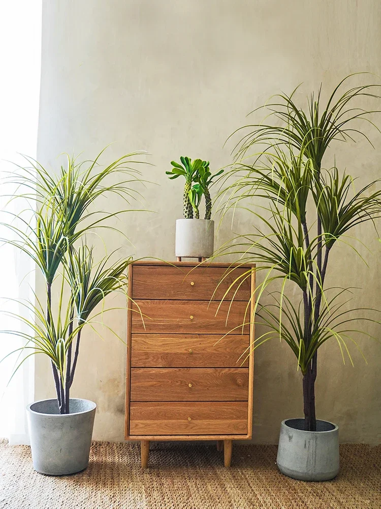 Simulation Plant Dracaena Marg - مراجعة Dracaena Marginata وسعره