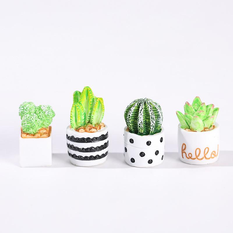 4-Piece Set of Cactus Succulen - مراجعة Echeveria Succulent وسعره