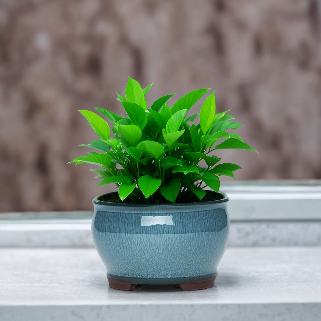 Ceramic Garden Planter Pots Ce - مراجعة Aloe Vera Pot وسعره
