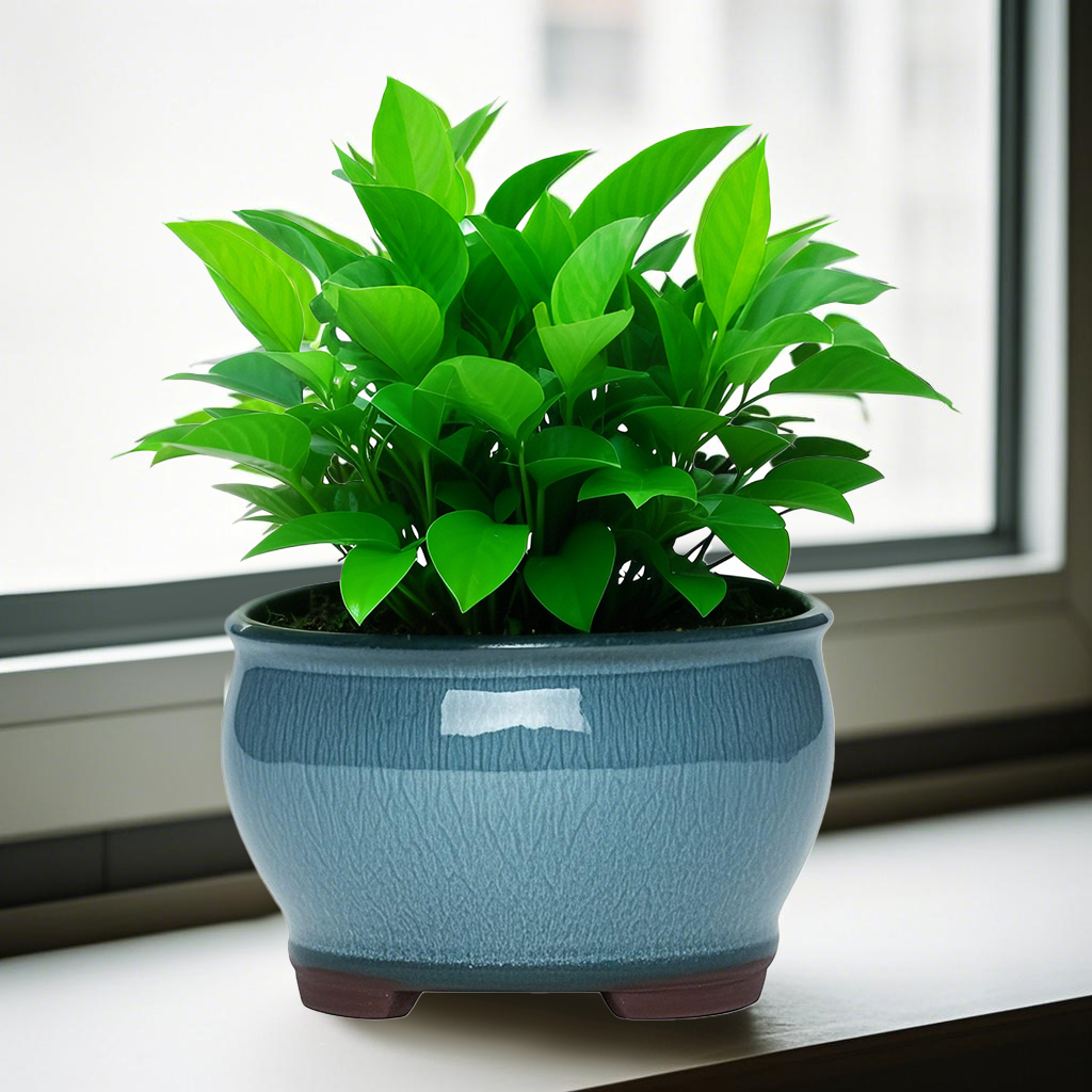 Ceramic Garden Planter Pots Ce - مراجعة Aloe Vera Pot وسعره