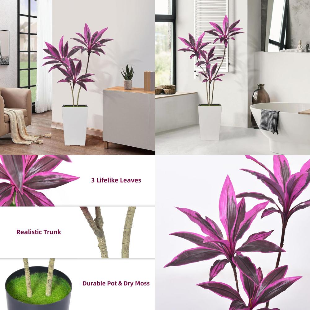 Evergreen Dracaena Marginata,  - مراجعة Dracaena Marginata وسعره