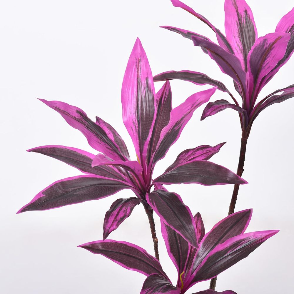 Evergreen Dracaena Marginata,  - مراجعة Dracaena Marginata وسعره