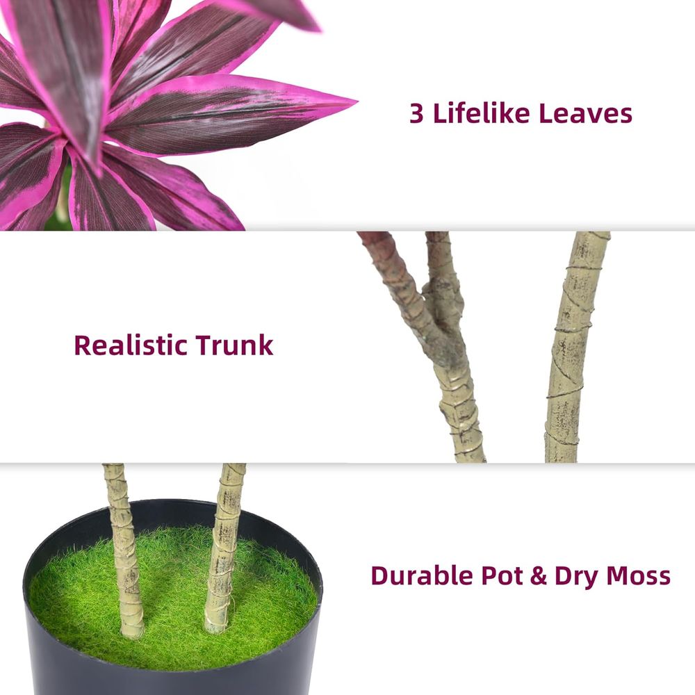 Evergreen Dracaena Marginata,  - مراجعة Dracaena Marginata وسعره