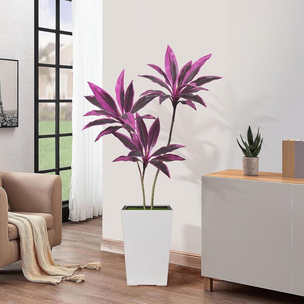 Evergreen Dracaena Marginata,  - مراجعة Dracaena Marginata وسعره
