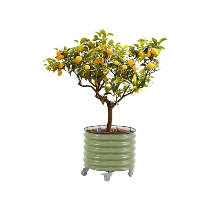 Self-Watering Rolling Metal Ci - مراجعة Aloe Vera Pot وسعره