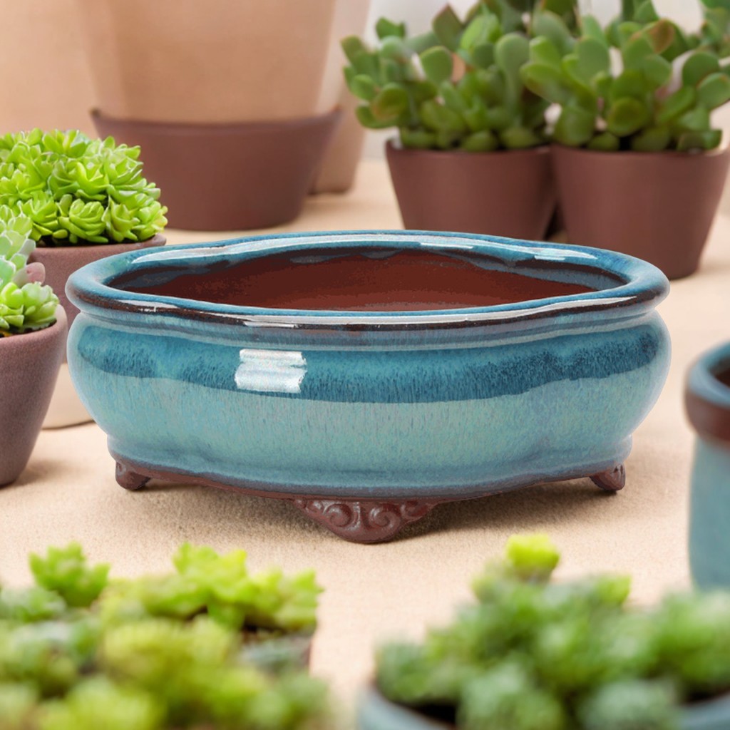 Ceramic Succulent Flower Pot C - مراجعة Pilea Peperomioides وسعره
